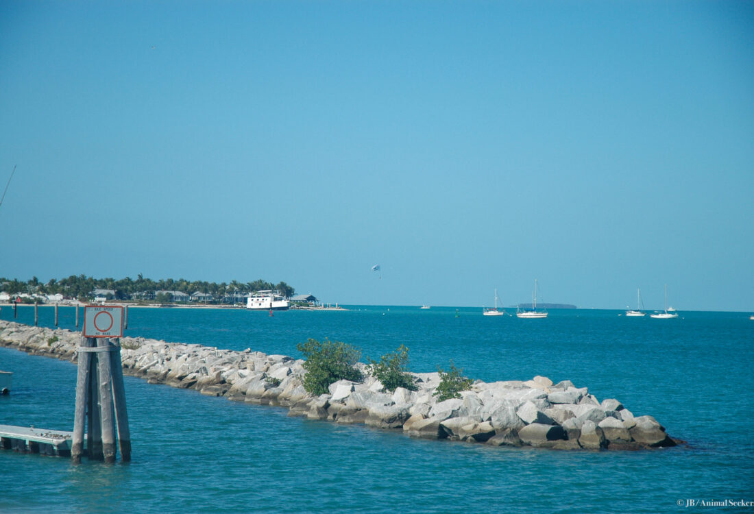 Florida Keys 4 watermark