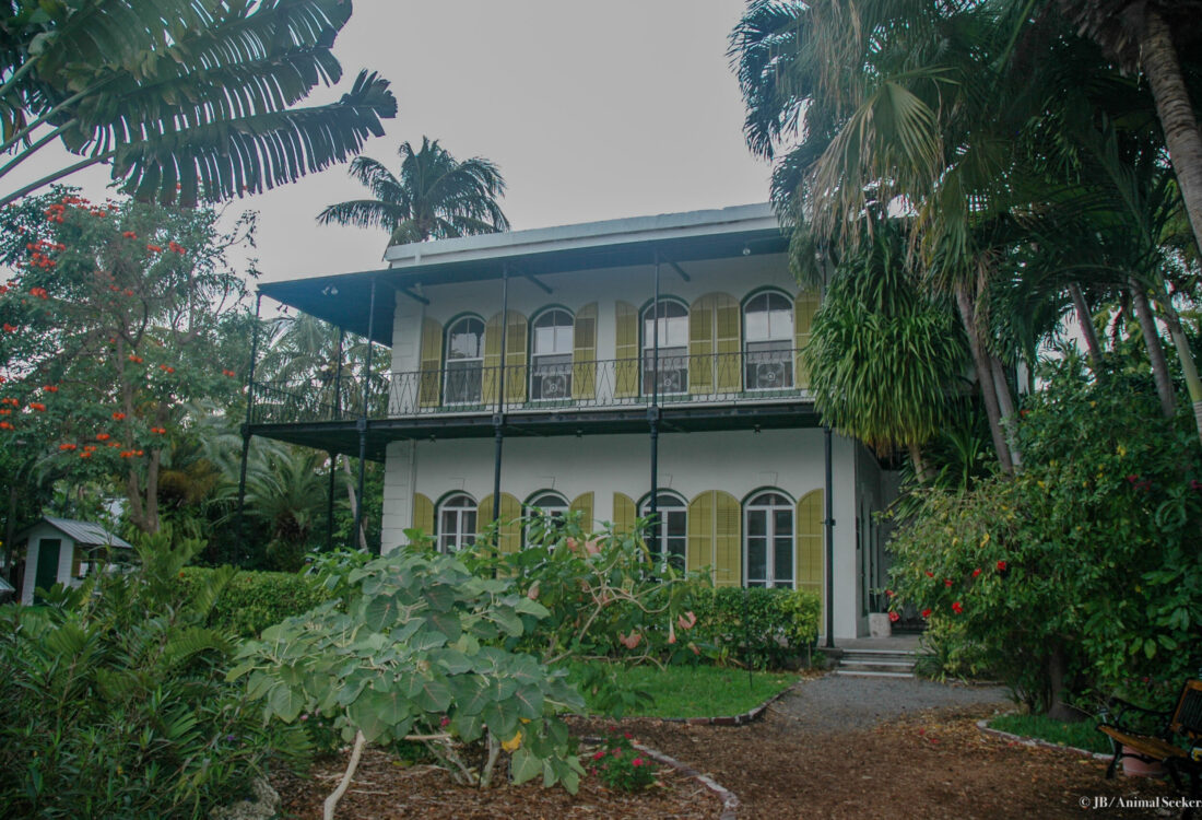 Hemingway house watermark