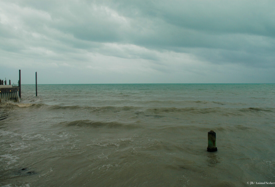 Key West ocean watermark